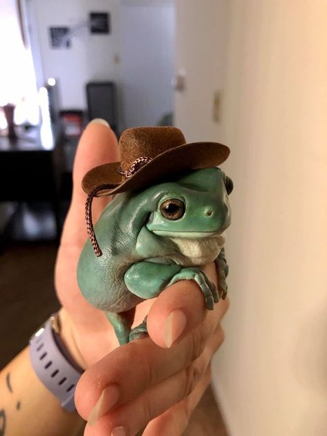 frog in cowboy hat | Frog pictures, Whites tree frog, Pet frogs Frog Pet, Dumpy Tree Frog, Frog Dress, Art Frog, Whites Tree Frog, Pet Frogs, Christmas Gifts For Pets, Frog Tattoos, Frog Pictures