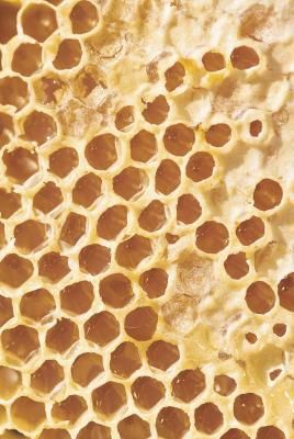 What Are the Benefits of Eating Honeycomb? Never knew you could eat this. Most beekeepers take the intact comb to give back to the bees so they can produce even more honey. They also say honeycombs from basswood boxes lend a very unique taste to it. Eating Honeycomb, Raw Honey Benefits, Strawberry Health Benefits, Honey Store, Tomato Nutrition, Honey Benefits, Bee Pollen, Skin Benefits, Raw Honey