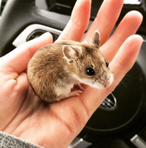 My friend let me babysit her Chinese dwarf hamster named Juul. I was not expecting little Juul to be so small. Long Haired Hamster, Hamster Species, Chinese Hamster, Hamster Breeds, Cute Bestfriend, Hamster Stuff, Hamster Names, Hamster Care, Mouse Rat