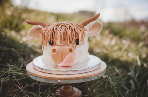 Highland Birthday Party, Smash Cake Cow, Highland Cow Smash Cake, Highland Cow Birthday Cake, Cowboy Theme Cake, Cow Smash Cake, Highland Cow Cake, Cow Birthday Cake, Cow Cupcakes