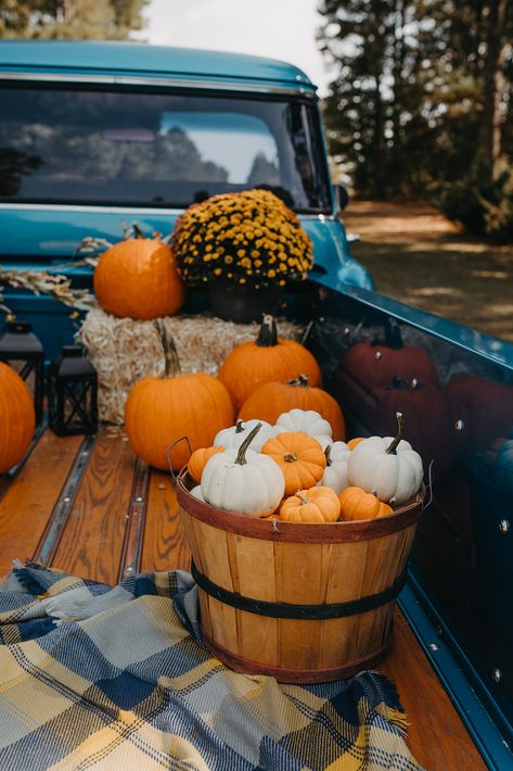 Fall Mini Shoot, Fall Aesthetics, Pumpkins And Gourds, Casa Halloween, Fall Vintage, Fall Mini Sessions, Fall Session, Fall Photography, Spooky Szn