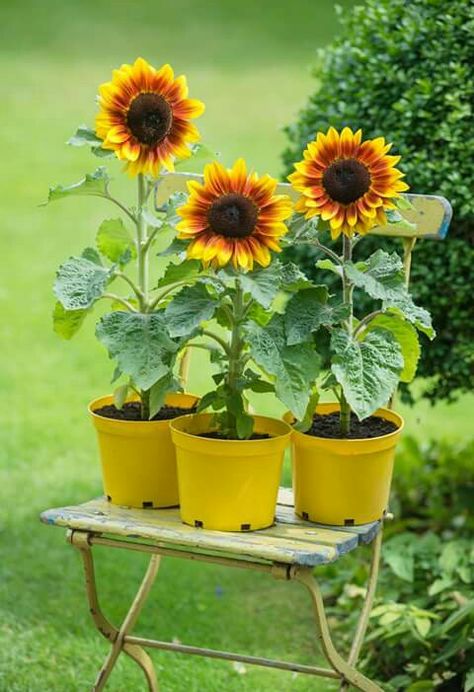 Sunflower In A Pot, Potted Sunflowers, Planting Sunflowers, Indoor Vegetable Gardening, Sunflower Garden, After Life, Garden Fencing, Backyard Design, Galaxy Wallpaper