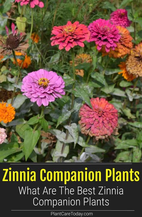 Zinnias And Dahlias Garden, What To Plant With Zinnias Flower Beds, Zinnias In Flower Bed, Are Zinnias Perrenials, Zinnia In Garden, Raised Zinnia Beds, Zinnias In Raised Beds, Zinnia And Cosmos Garden, Zinnias In Garden