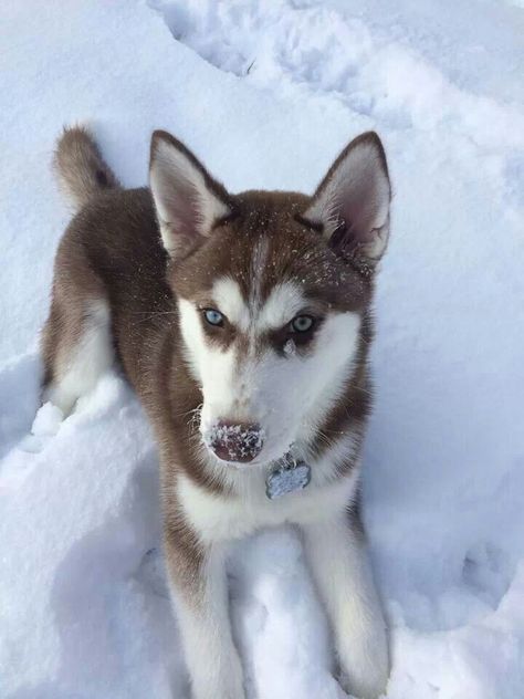 Rhea Husky Puppies Aesthetic, Siberian Husky Aesthetic, Aesthetic Husky, Husky Brown, Brown Husky Aesthetic, Brown Husky, Snow Husky Aesthetic, Siberian Husky Dog Aesthetic, White Siberian Husky