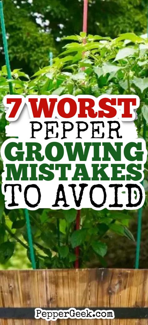 If you’re new to growing peppers, I want to help you avoid the most common mistakes. In this article, I’ll go over 7 common pepper growing mistakes, and what you should do instead. Let’s get into it! Green Peppers Growing, Grow Peppers In Pots, Green Pepper Growing Tips, How To Grow Green Peppers, How To Plant Peppers, Pepper Garden Ideas, Pepper Garden Layout, Growing Peppers In Garden, Pepper Plant Support