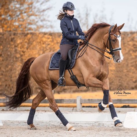 Chestnut Dressage Horse, Have A Nice Sunday, Show Jumping Horses, Horse Riding Outfit, Horses Equestrian, Beautiful Horse Pictures, Horse Riding Clothes, Horse Inspiration, For Christmas