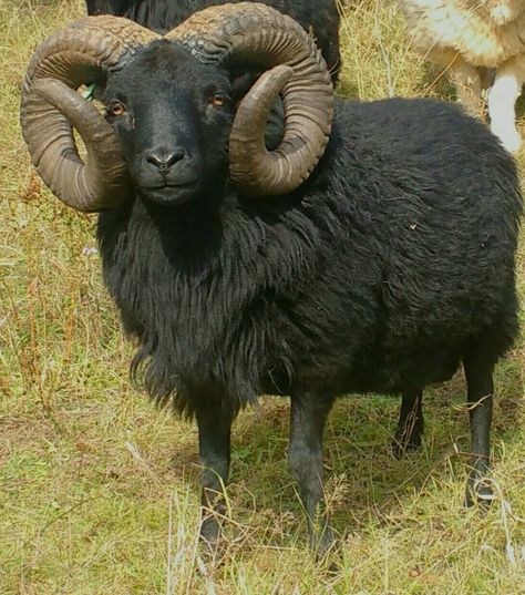 Black Ram Animal, Ram Aesthetic, Hebridean Sheep, Animal Horns, Ram Sheep, Black Goat, Sheep Breeds, Cute Sheep, Pretty Animals