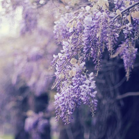 https://flic.kr/p/cn1MuY | Untitled Wisteria Tree, Flowers Growing, Lavender Aesthetic, Purple Garden, Wild Spirit, Purple Love, Bougainvillea, Pastel Purple, Lavender Color