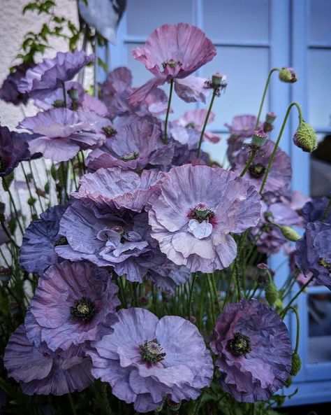 Amazing Grey Poppy, Shirley Poppy, Purple Poppy, Garden Paradise, Light Purple Flowers, Purple Poppies, Art Flowers, Light Purple, Purple Flowers