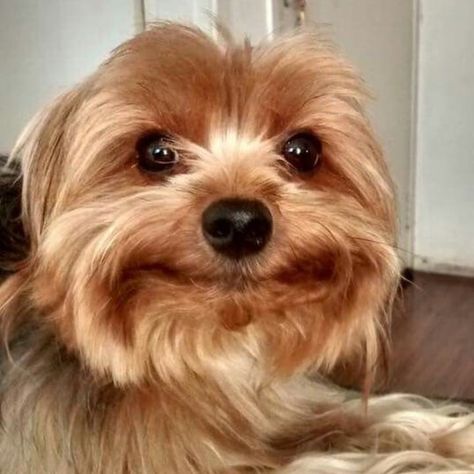 Adorable Smile ... Top Dog Breeds, Yorkie Terrier, 강아지 그림, Yorkshire Terriers, Yorkie Dogs, Yorkshire Terrier Puppies, Indoor Dog, Terrier Puppies, Winterthur