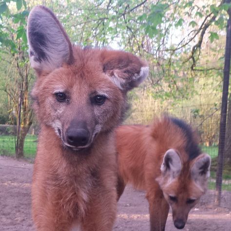 Maned Wolves, Maned Wolf, Dog Mask, Wolf Photography, Animal Study, Interesting Animals, Pretty Dogs, Pretty Animals, Wild Dogs