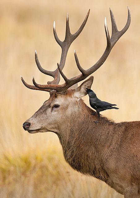 Water Deer, Deer Photos, British Wildlife, Red Deer, Majestic Animals, Wild Plants, Wildlife Animals, Forest Animals, Animal Photo