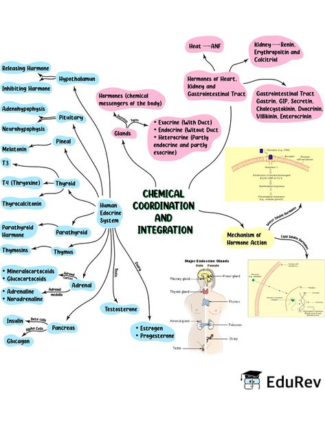 Mind Map: Chemical Coordination & Integration Notes | Study Biology Class 11 - NEET Biological Classification Notes, Chemical Coordination And Integration, Biological Classification, Biology Class 12, Biology Class 11, Neet Notes, Learn Biology, Notes Study, Chemistry Education