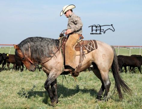 Smokin Redbone - Quarter Horses for Sale & Working Ranch Horses Texas | MA Quarter Horses Quarter Horses For Sale, Aqha Stallion, Ranch Horses, Working Cow Horse, Quarter Horse Stallion, Cowboy Pictures, Quarter Horses, Cowboy Horse, American Quarter Horse