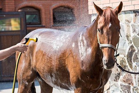 Horse Washing, Horse Shampoo, Horse Feed, Horse Trailers, Horse Health, Horse Owner, Horse Stables, Hot And Humid, Pet Life