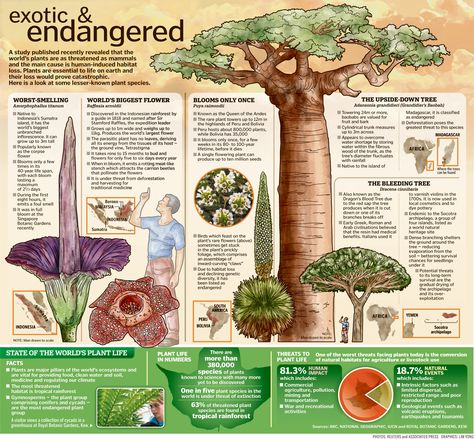 Nature, Endangered Plants, Lost Garden, Nature Museum, Plant Projects, Endangered Animals, Prehistoric Animals, Plant Species, All About Plants