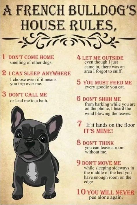 Engraving Ideas, Dog Rules, Dont Call Me, French Bulldog Puppies, Bulldog Puppies, French Bulldogs, Guinness, Dog Stuff, Pet Shop