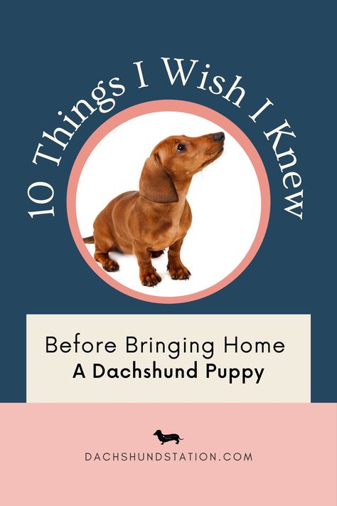 Dachshund Tips Pet Care, Dachshund Puppy Supplies, Dachshund Training Tips, Training A Dachshund Puppy, Dauchhound Puppy, Mini Dauschaund Puppy, Daushund Puppies, Mini Long Haired Dachshund, Puppy Guide