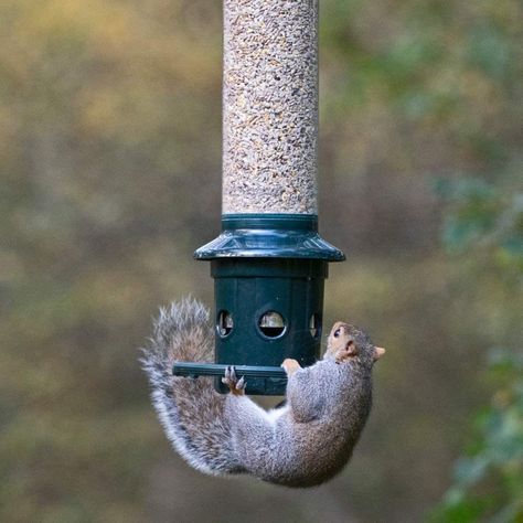 The Best Squirrel Proof Bird Feeders and 12 Tips That Work Funny Squirrel Pictures, Squirrel Baffle, Backyard Birds Feeders, Bird Suet, Squirrel Proof Bird Feeders, Suet Feeder, Squirrel Pictures, Squirrel Funny, Diy Bird Feeder