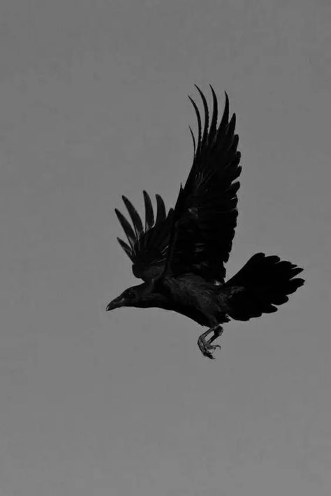 Crows Meaning, Crow Symbolism, Aesthetic Crow, Crow Aesthetic, Crow Pictures, Black Crows, The Scientist, The Crow, Spiritual Meaning