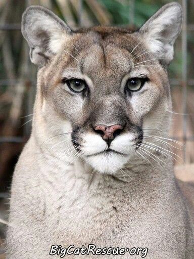 'Ares' at Big Cat Rescue, Tampa, Florida Black Footed Cat, Mountain Lions, Big Cat Rescue, Exotic Cats, Siberian Tiger, Mountain Lion, Cat Family, August 27, Large Cats