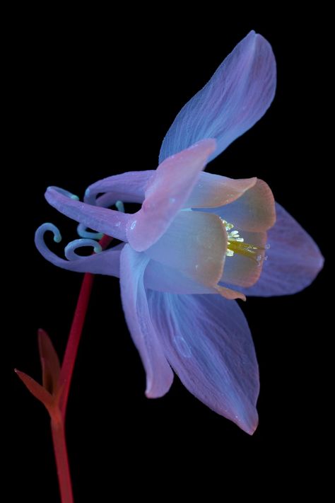 Illuminating nature's spectrum Uv Photography, Cucumber Plant, Attract Pollinators, Hidden Beauty, Magnolia Trees, Jade Plants, Comic Drawing, Carnivorous Plants, Plants And Flowers