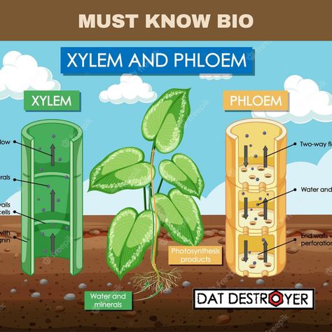 Xylem transports and stores water and water-soluble nutrients in vascular plants. Phloem is responsible for transporting sugars, proteins, and other organic molecules in plants. Vascular plants are able to grow higher than other plants due to the rigidity of xylem cells, which support the plant. Xylem And Phloem, Organic Molecules, Planting Sunflowers, Journal Books, Vascular Plant, Cardiology, Photosynthesis, The Plant, Botany