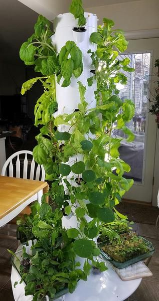 Palmas, Tower Gardening, Grow Tower, Plant Tower, Garden Watering System, Luxury Garden Furniture, Blue Slime, Vertical Vegetable Garden, Vertical Herb Garden