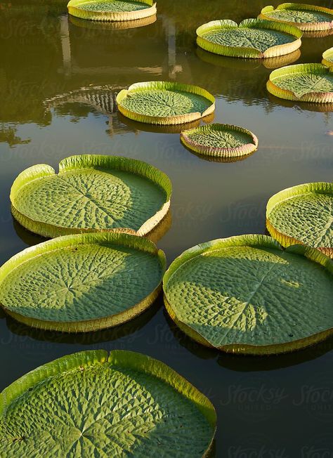 Closeup of large lotus leaf in a garden pond by ChaoShu Li for Stocksy United Lotus Concept, Blue Orchid Flower, Lotus Garden, Lotus Pond, Lotus Leaves, Blue Orchids, Garden Pond, Lotus Leaf, Beautiful Backgrounds