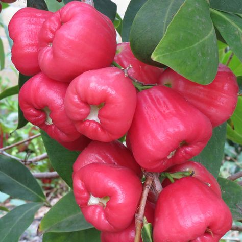 Jambu aka Wax Apple is a sweet, crunchy fruit that has a light rose fragrance. It is a very hydrating, and filling. They are great to eat alone, or in salads. Just so refreshing on a hot summer day! T Rose Apple Fruit, Crunchy Fruit, Hawaii Hiking, Pizza Fruit, Apple Plant, Rose Apple, Andaman Islands, Apple Roses, Fruit Seeds