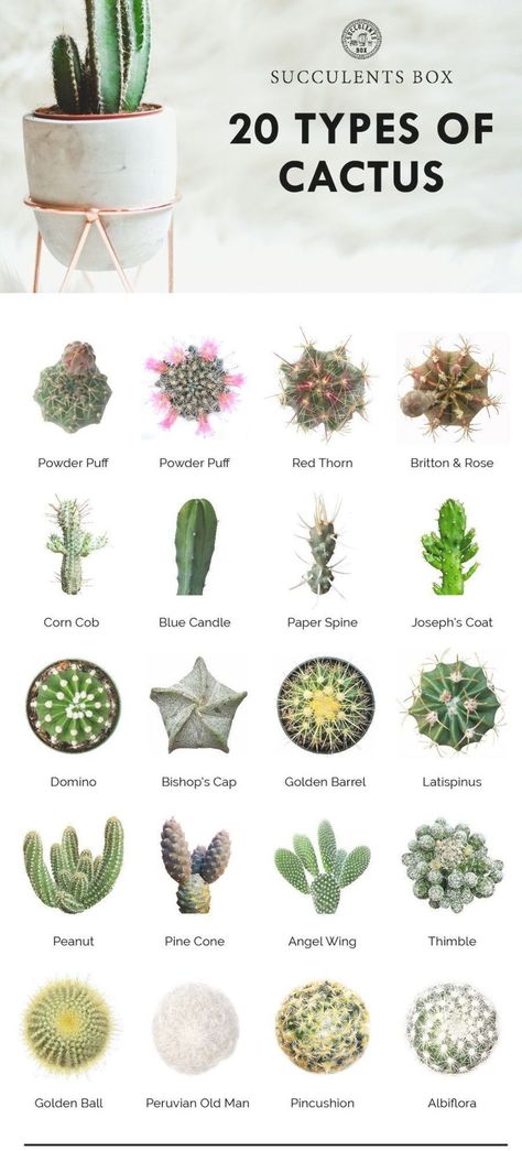 20 types of cactus // plants | home | natural designs | time-honored Identifying Succulents, Types Of Cactus Plants, Cactus Names, Tanaman Sukulen, Succulent Names, Types Of Succulents Plants, Succulent Art, Cactus Types, Alpine Plants