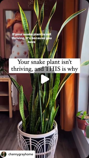 Snake Plants In Water, Snake Plant In Water, Best Soil For Snake Plant, How To Propagate Snake Plant In Water, Rooting Snake Plant In Water, Snake Plant Light Needs, Snake Plant Propagation, Indoor Cactus, Snake Plant Care