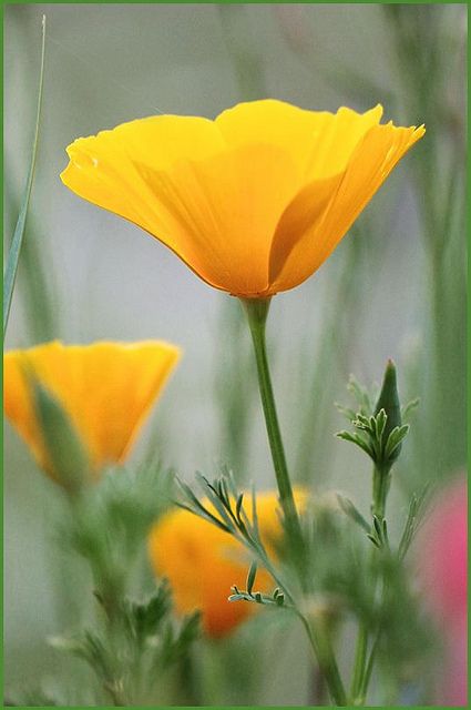 ~~California poppy by T.takako~~ One of my favorite annuals - easy to grow, maintain - lasts for long season - easy to collect the seed pods to save for next year. Paint Night, California Poppy, Seed Pods, Arte Floral, Mellow Yellow, Poppy Flower, Flower Beauty, Flower Pictures, Love Flowers