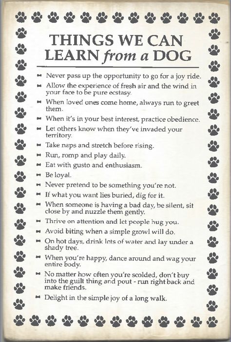 things we can learn from a dog..LOVE IT! Dog Phrases, American Bulldogs, Small Creatures, Dog Diy, Dog Ideas, Dog Info, American Bulldog, Bully Breeds, Dog Quotes