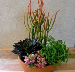 Euphorbia ‘Firesticks’ shown growing in trays with red-tipped ends, “Variegated String of Buttons” (Crassula perforata), “Watch Chain” (Crassula lycopodiodes), Anacampseros ‘Sunrise’- the pink-blushed low grower, and Echeveria ‘Black Prince’- the dark rosette-shaped plant. Succulent Collection, Succulent Centerpieces, Desert Garden, Succulents In Containers, Plants For Sale, Rooftop Garden, Succulent Arrangements, Cactus Garden, Apartment Garden