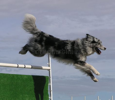 Agility Jumping. A dog clearing a jump during an agility competition , #Aff, #dog, #Jumping, #Agility, #clearing, #competition #ad Jumping Dog, Dog Jumping, Chara Design, Animal Mural, Dog Poses, Character References, Dog Agility, Engine 2, Horse Jumping