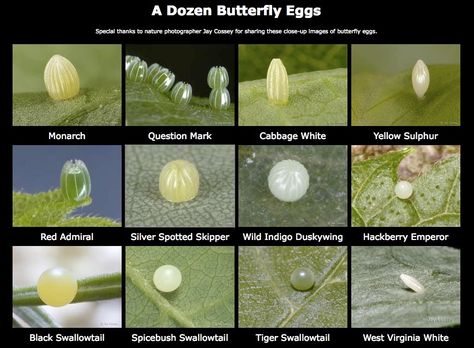 How To Raise Caterpillars, Raising Caterpillars, Moth Garden, Butterfly Eggs, Raising Monarch Butterflies, Raising Butterflies, Monarch Butterfly Garden, Butterfly Garden Plants, Butterfly Habitat