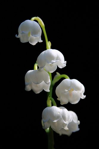 Lil Ghost, Light Fury, Lily Of The Valley Flowers, Valley Flowers, Love Lily, Midnight Garden, Sugar Flowers, Beautiful Blooms, Green Leaf