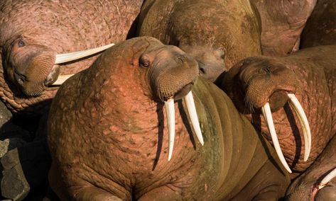 What is a walrus haulout and what does it mean for the planet? Bizarre Animals, Alaska Wildlife, Red Eyed Tree Frog, Elephant Seal, Sea Ice, Animal Science, Arctic Animals, Marine Mammals, Tree Frogs