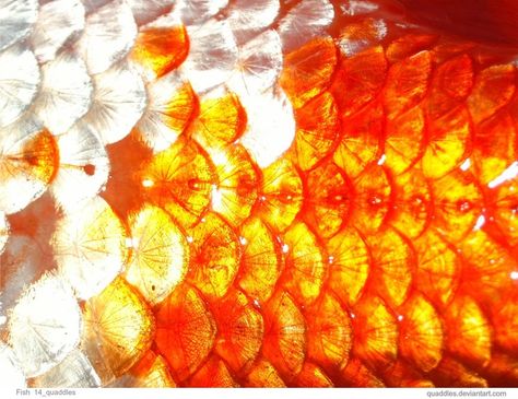 Fish Skin Texture, Fish Eggs, Natural Objects, Fish Texture, Fish Skin, Types Of Mermaids, Orange Mermaid, Reptile Skin, Orange Fish