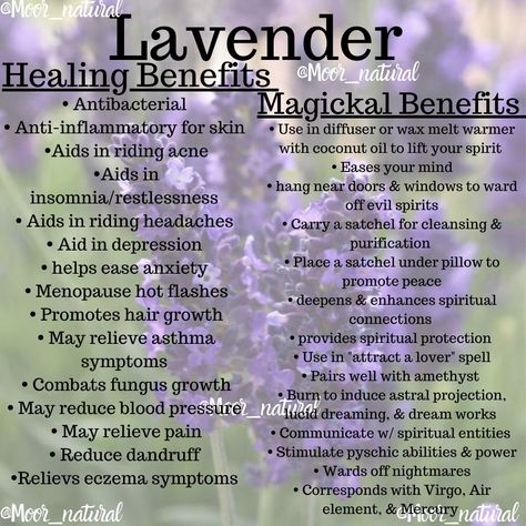 Healing & Magickal Benefits of Lavender Lavender Incense Benefits, How To Use Fresh Lavender, Lobelia Benefits, Lavender Witchcraft, Lavender Properties, Lavender Tea Benefits, Herbalism Recipes, Herbal Flowers, Lavender Oil Benefits