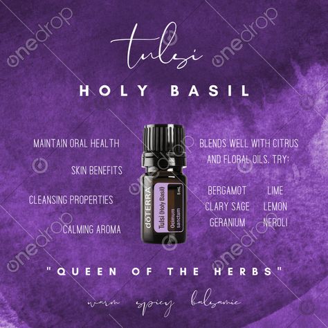 Basil Uses, Tulsi Benefits, Holy Basil Benefits, Holy Basil Essential Oil, 10 Percent Off, Basil Essential Oil, Basil Oil, Doterra Wellness Advocate, Essential Oil Benefits