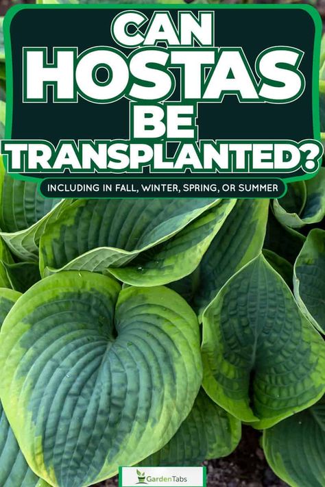 Can Hostas Be Transplanted? [Inc. In Fall, Winter, Spring, Or Summer] Transplanting Hostas, Transplant Hostas, Hosta Care, Shade Loving Perennials, Hosta Gardens, Yucca Plant, Hosta Plants, Gardening Gear, Holly Tree