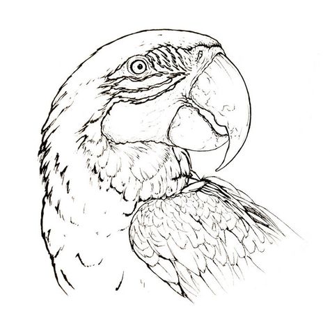 Adult African Grey Parrot Coloring Pages, from Animal Coloring Pages topics #coloring #coloringpages #printable Macaw Sketch, Macaw Drawing, Parrot Cartoon, Jungle Coloring Pages, Pencil Project, Hyacinth Macaw, Super Coloring Pages, Coloring Pictures For Kids, Pirate Coloring Pages