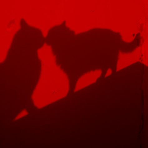 Black Cat Aesthetic, I See Red, Red Wall, Red Icons:), Cat Icon, Red Cat, Cat Aesthetic, Aesthetic Colors, Red Wallpaper