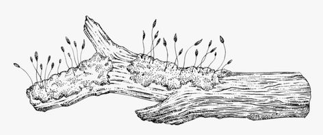 Log Drawing, Landscape Drawing Tutorial, Katie Scott, Tree Drawings Pencil, Nature Sketch, Easy Coloring, Plant Drawing, Mushroom Art, Tree Drawing