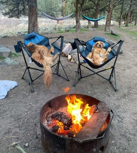 Camping With Golden Retrievers Camping Aesthetic, Funny Animal Memes, Canine Companions, Dog Memes, Animal Photo, Rottweiler, Animal Memes, Campfire, Dog Mom