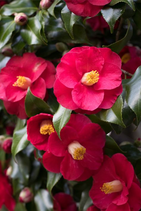 Red Camelia, Red Camellia, Dr King, Acid Loving Plants, Camellia Japonica, Best Perennials, Winter Plants, Flower Nail Designs, Late Winter