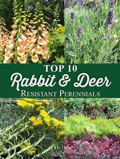 Deer Resistant Shade Plants, Deer Resistant Landscaping, Deer Proof Plants, Rabbit Resistant Plants, Deer And Rabbit, Deer Resistant Flowers, Deer Resistant Garden, Deer Repellant, Deer Resistant Perennials