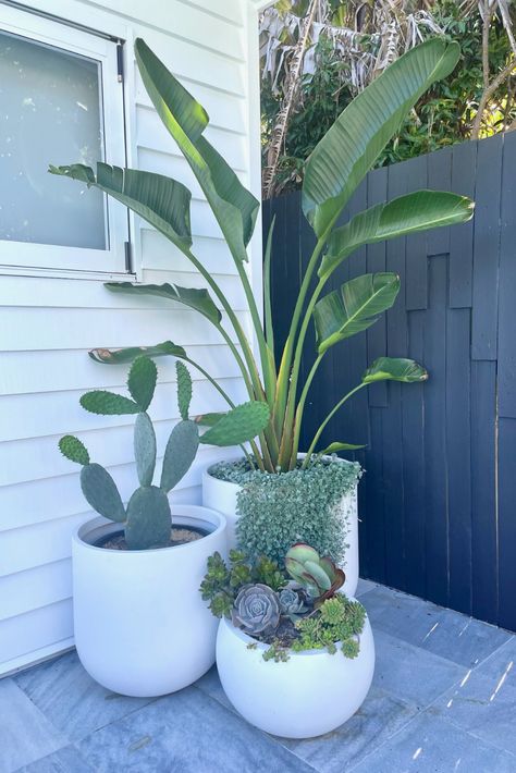 This gorgeous cluster was completed using our Tromso Planters and Balwyn Bowl. The perfect poolside cluster! Planters Around Pool, Pool Plants, Porch Plants, Courtyard Gardens Design, Potted Plants Outdoor, Pool Landscape Design, Small Backyard Gardens, Backyard Remodel, Coastal Gardens